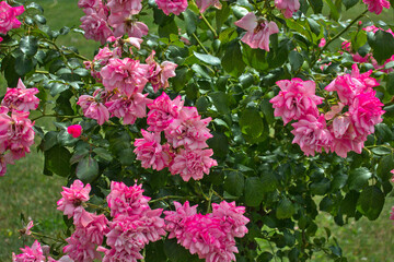 Bush of pink roses blooming flowers in park in garden in summer as natural botanical wallpaper background