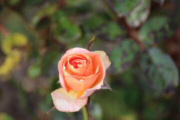 orangene Rose 
