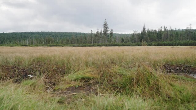 A peatbog near the river