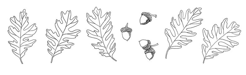 Set of Autumn hand drawn botanical design elements isolated on white background. Illustration in sketch style of oak leaves and acorns. Leaf fall elements for poster, stickers, print, your design. © Nataliia