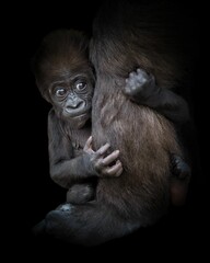 Gorilla baby clings to her mother