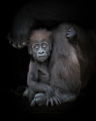 Gorilla baby clings to her mother