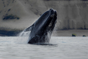 ballenas en puerto madryn