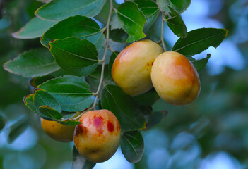 Fruits of Chinese jujube (Ziziphus jujuba)