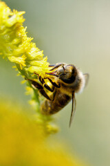 bee on yellow flower