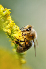 bee on flower