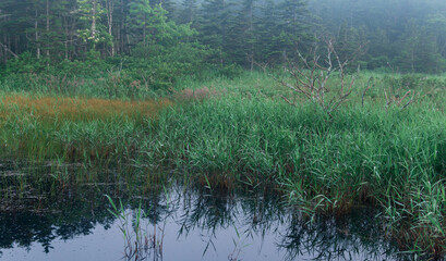 morning foggy natural landscape, swamp with sedge in the forest