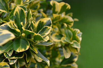 Euonymus Fortunei 'Emerald n Gold' decorative green- yellow leaves with fruit . Close up photo of a plant. Gardening or landscaping concept. Free copy space