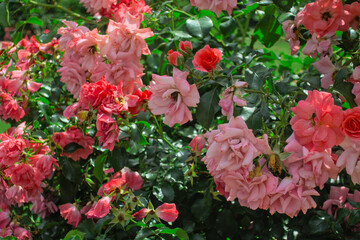 Bush tree bud of pink roses blooming flowers in park in garden in summer as natural botanical floral wallpaper background
