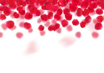 Illustration with realistic red rose petals isolated on transparent background.