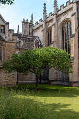Fototapeta na wymiar Newton's apple tree, Trinity College, Cambridge, UK.