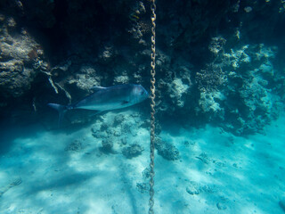 Unusual inhabitants of the sea in the expanses of the coral reef of the Red Sea, Hurghada, Egypt
