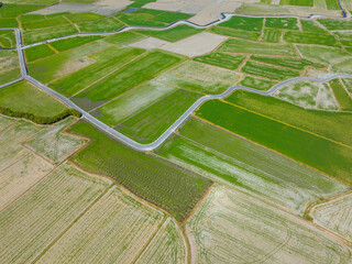 Fototapeta premium Top view of Dongshan rice meadow in Yilan of Taiwan