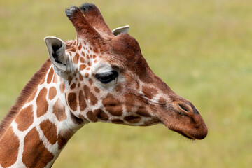 Close up head of giraffe with green a background