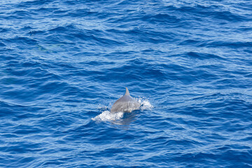 Fototapeta premium Dolphins jump out of the sea in Hualien harbor of Taiwan
