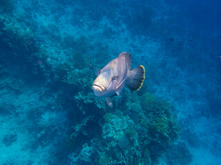 Unusual inhabitants of the sea in the expanses of the coral reef of the Red Sea, Hurghada, Egypt
