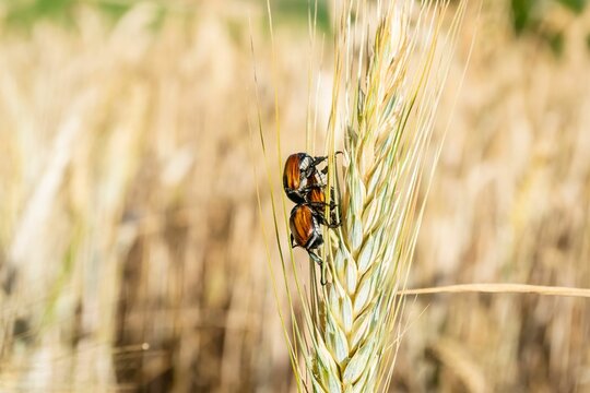 Close-up shot of Anisoplia austriacas on a wheat ear in the field