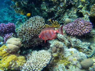 Unusual inhabitants of the sea in the expanses of the coral reef of the Red Sea, Hurghada, Egypt