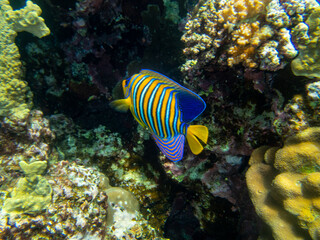 Unusual inhabitants of the sea in the expanses of the coral reef of the Red Sea, Hurghada, Egypt