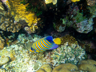 Unusual inhabitants of the sea in the expanses of the coral reef of the Red Sea, Hurghada, Egypt