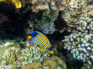 Obraz na płótnie Canvas Unusual inhabitants of the sea in the expanses of the coral reef of the Red Sea, Hurghada, Egypt