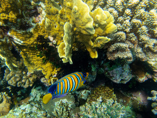 Unusual inhabitants of the sea in the expanses of the coral reef of the Red Sea, Hurghada, Egypt