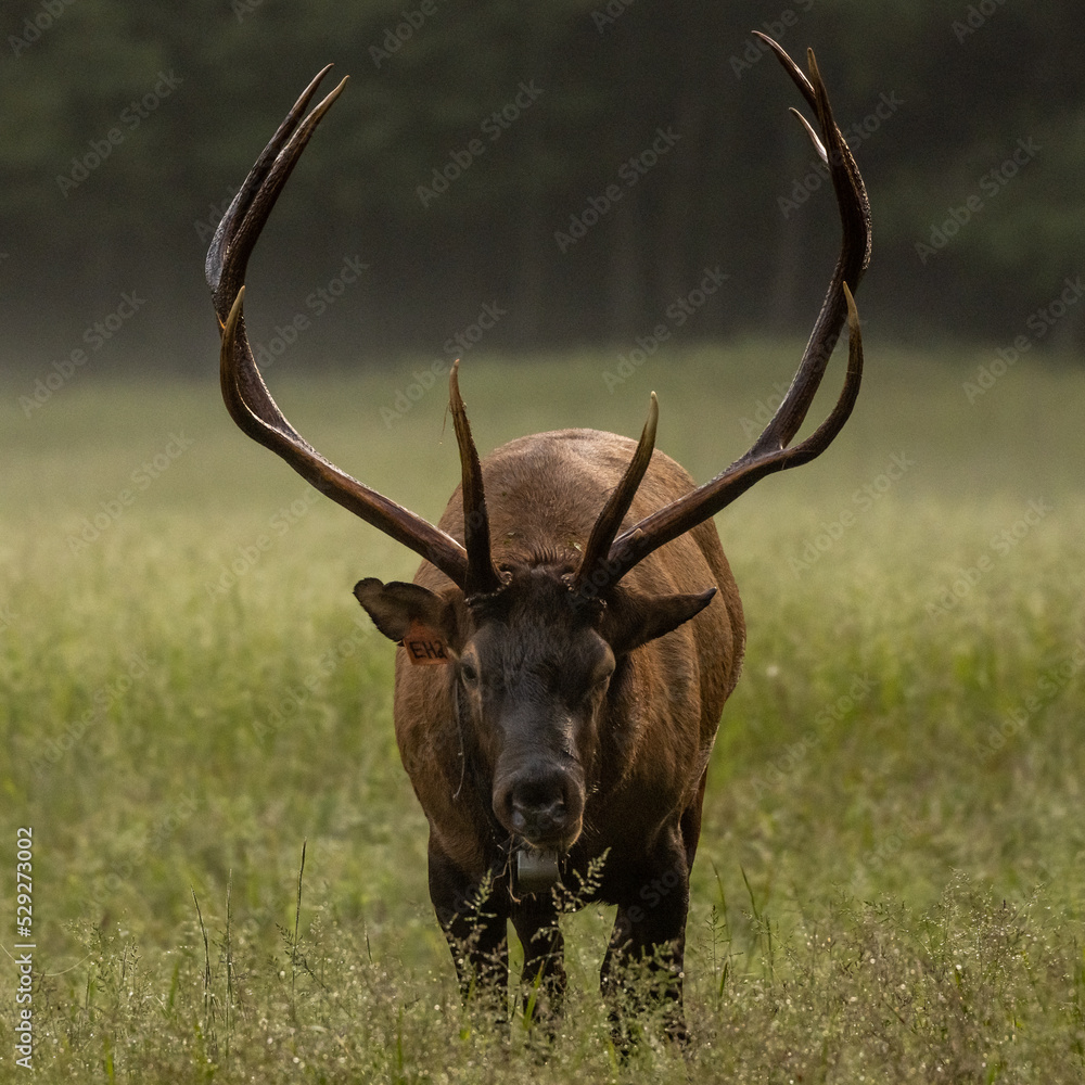 Sticker bull elk with large rack looks right at camera