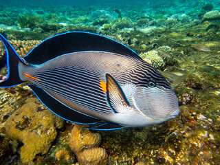 Unusual inhabitants of the sea in the expanses of the coral reef of the Red Sea, Hurghada, Egypt