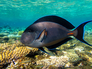 Unusual inhabitants of the sea in the expanses of the coral reef of the Red Sea, Hurghada, Egypt