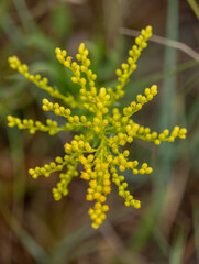 Yellow Plant On The Edge of Blooming In Wind Cave