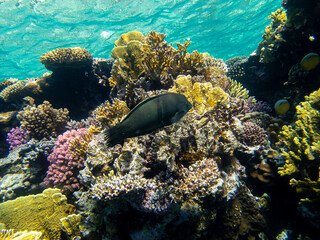 Unusual inhabitants of the sea in the expanses of the coral reef of the Red Sea, Hurghada, Egypt