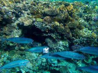 Fototapeta na wymiar Unusual inhabitants of the sea in the expanses of the coral reef of the Red Sea, Hurghada, Egypt