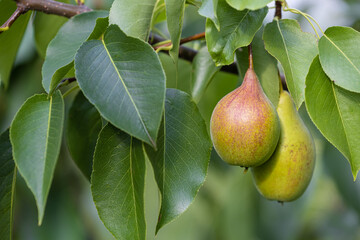 ripe pear hanging on a tree in the garden