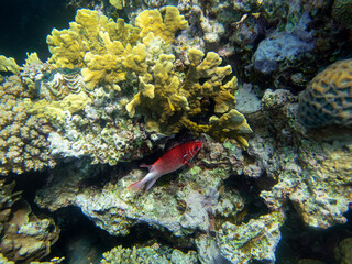 Unusual inhabitants of the sea in the expanses of the coral reef of the Red Sea, Hurghada, Egypt