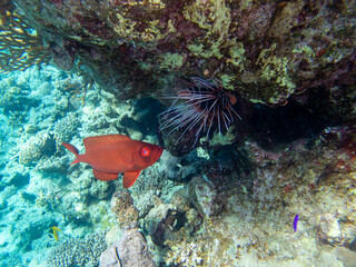 Unusual inhabitants of the sea in the expanses of the coral reef of the Red Sea, Hurghada, Egypt