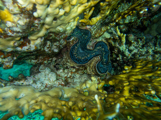 Unusual inhabitants of the sea in the expanses of the coral reef of the Red Sea, Hurghada, Egypt