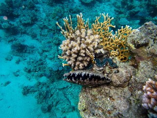 Unusual inhabitants of the sea in the expanses of the coral reef of the Red Sea, Hurghada, Egypt