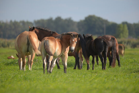 Stado koni na pastwisku.
