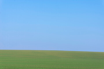 Green field with blue sky as background.