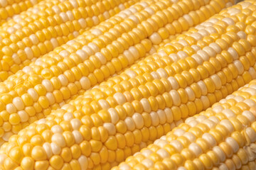 Yellow corn isolated on white background. Copyspace.