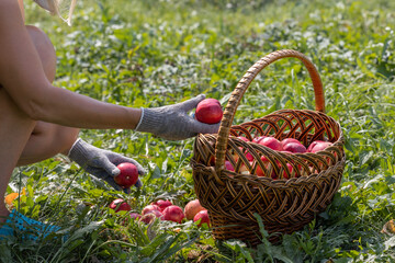 farmer puts red apples in a basket