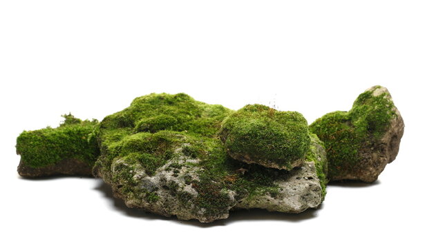 Green moss on stone, isolated on white background