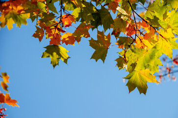 Fototapeta na wymiar Autumn leaves against the blue sky
