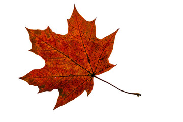 Maple color autumn leaf on white background