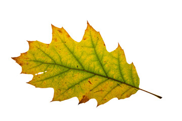 Green oak leaf with white background interior