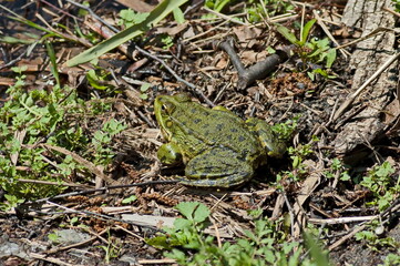 A green frog or rana, amphibian, basks in the sun in the park, Sofia, Bulgaria 