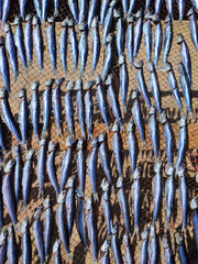 Fish drying on the sun put on the rack.