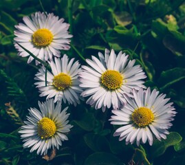 Closeup shot of beautiful Bellis Perennis blooming in the garden © Photobyxnet/Wirestock Creators