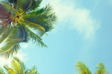 Palm leaves on palm trees against the sky with clouds. tropical background with leaves,for text, template with copy space