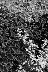 Beautiful leafy plants growing in the meadow in a black and white monochrome.
